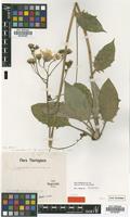 Syntype of Hieracium thuringorum Sagorski [family ASTERACEAE]