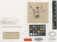 Type of Taraxacum turfosum (Sch.Bip.) Soest [family ASTERACEAE]