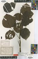 Type of Agelaea lucida G.Schellenb. [family CONNARACEAE]