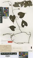 Type? of Ipomoea alba Garcke [family CONVOLVULACEAE]