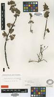 Type of Lamium garganicum L. var. glabratum Griseb. [family LAMIACEAE]