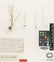 Isotype of Lolium persicum Boiss. & Hohen. [family POACEAE]