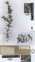 Syntype of Duvaua praecox Griseb. var. hyemalis Griseb. [family ANACARDIACEAE]