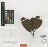 Isotype of Blastemanthus densiflorus Hallier f. [family OCHNACEAE]