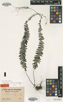Type of Polystichum maximowiczii (Baker) Diels [family PTERIDOPHYTA]