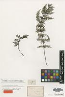 Syntype of Trichomanes apiifolium C.Presl [family PTERIDOPHYTA]