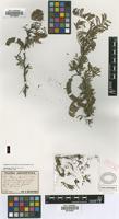 Syntype of Acacia aroma Gillies ex Hook. & Arn. var. cochlearis Griseb. [family FABACEAE]