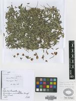 Holotype of Calliandra pacara Griseb. [family FABACEAE]