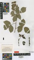 Type of Rubus eifeliensis Wirtg. [family ROSACEAE]