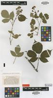 Type of Rubus schlickumii Wirtg. [family ROSACEAE]