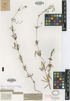 Lectotype of Galium aristatum L. var. scabrum Griseb. [family RUBIACEAE]
