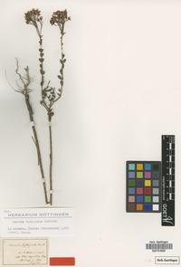 Type of Boronia fastigiata Bartl. [family RUTACEAE]