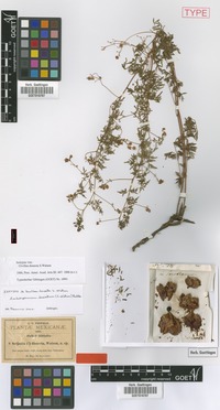 Isotype of Urvillea dissecta S.Watson [family SAPINDACEAE]