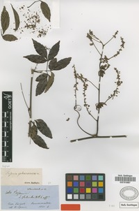Syntype of Serjania sphaerococca Radlk. [family SAPINDACEAE]
