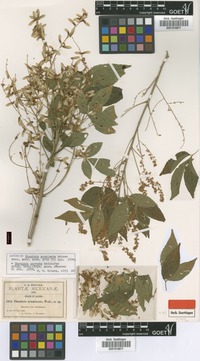 Isotype of Thouinia acuminata S.Watson [family SAPINDACEAE]