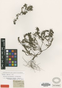Holotype of Veronica chamaepitys Griseb. nom. illeg. [family SCROPHULARIACEAE]