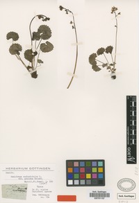 Holotype of Saxifraga rotundifolia L. var. geoides Griseb. [family SAXIFRAGACEAE]