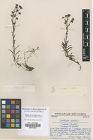 Filed as Saxifraga aizoides L. [family SAXIFRAGACEAE]