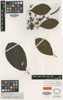 Isotype of Macoubea sprucei (Muell.Arg.) Markgr. var. paucifolia (Spruce ex Muell.Arg.) Monach. [family APOCYNACEAE]