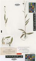 Isotype of Hieracium laeigatum Willd. subsp. diminutum (Lindeb.) Zahn [family ASTERACEAE]