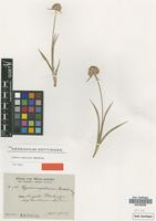 Isotype of Cyperus angolensis Boeckeler [family CYPERACEAE]