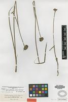 Lectotype of Juncus involucratus Steud. ex Buchenau [family JUNCACEAE]