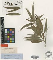 Type of Nectandra microcarpa Meissn. [family LAURACEAE]