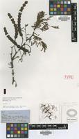 Holotype of Acacia moniliformis Griseb. [family FABACEAE]