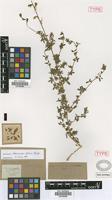 Lectotype of Adenocarpus graecus Griseb. [family FABACEAE]