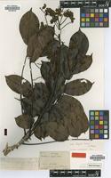Isotype of Machaerium kegelii Meisn. [family FABACEAE]