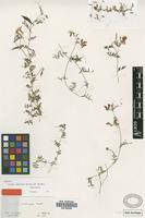 Isotype of Vicia cretica Boiss. & Heldr. [family FABACEAE]