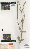 Syntype of Froelichia drummondii Moq. [family AMARANTHACEAE]