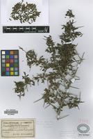Syntype of Duvaua praecox Griseb. var. hyemalis Griseb. [family ANACARDIACEAE]