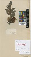 Type? of Drynaria fortunei (Kunze ex Mett.) J.Sm. [family PTERIDOPHYTA]