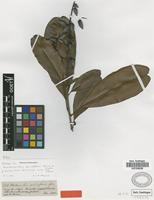 Isotype of Blastemanthus grandiflorus Spruce ex Engl. [family OCHNACEAE]