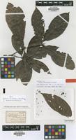 Type of Lacunaria macrostachya (Tul.) A.C.Sm. [family QUIINACEAE]