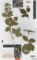 Type of Rubus eifeliensis Wirtg. [family ROSACEAE]