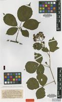 Type of Rubus hirtifolius P.J.Müll. & Wirtg. [family ROSACEAE]