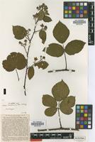 Lectotype of Rubus melanoxylon P.J.Müll. & Wirtg. [family ROSACEAE]