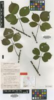 Isotype of Rubus schnedleri H.E.Weber [family ROSACEAE]
