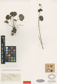 Syntype of Saxifraga heucherifolia Griseb. & Schenk [family SAXIFRAGACEAE]