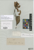 Filed as Dodonaea viscosa (L.) Jacq. [family SAPINDACEAE]