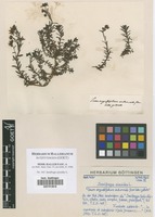 Filed as Saxifraga aizoides L. [family SAXIFRAGACEAE]