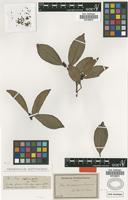Type of Ilex casiquiarensis Loesener [family AQUIFOLIACEAE]