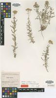 Isotype of Achillea kermanensis Gandoger [family ASTERACEAE]