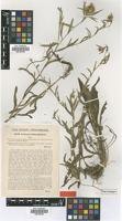 Type of Centaurea trichocephala M.Bieb. ex Willd. subsp. simonkaiana (Hayek) Dostal [family ASTERACEAE]