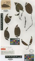 Isotype of Gnetum paniculatum Spruce ex Benth. [family GNETACEAE]