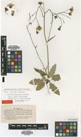 Isotype of Hieracium angustatum Lindeb. subsp. nitens (Lindeb.) Zahn [family ASTERACEAE]