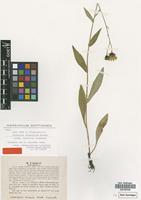 Isotype of Hieracium dovrense Fr. subsp. pachycephalum Lindeb. [family ASTERACEAE]