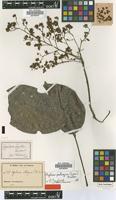 Type of Agelaea zenkeri G.Schellenb. [family CONNARACEAE]